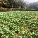 安装未用2500多工位压力机.配瑞士自动化.在位试机出售.